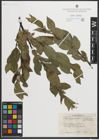 Foto von Salix myrsinites L. x Salix nigricans Sm.
